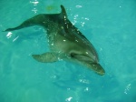 Лазаревский дельфинарий