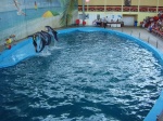 Дельфинарий в Лазаревском